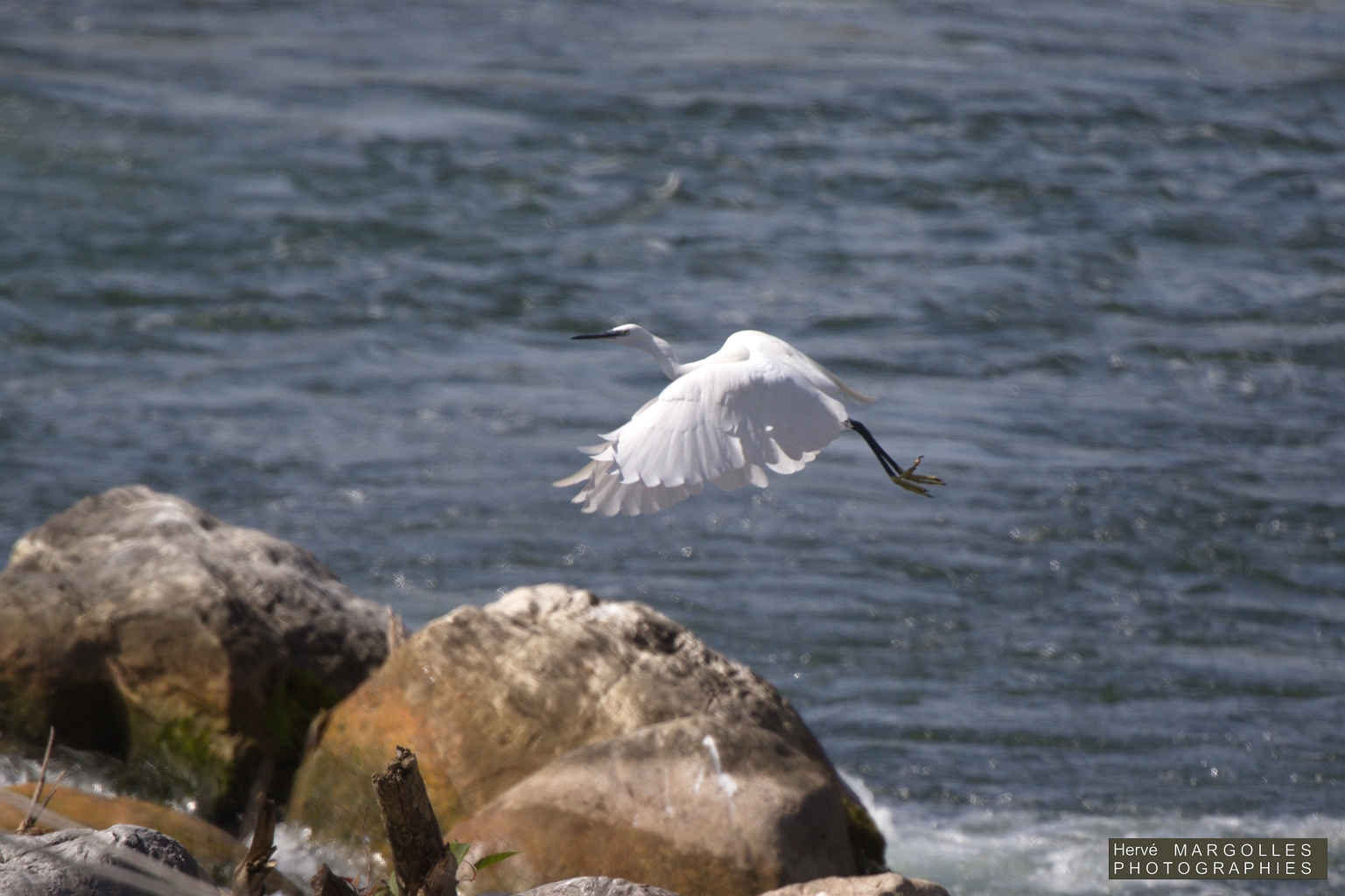 Aigrette garzette-03.jpg